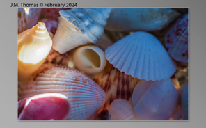 Macro Shells Feb 2024-16.jpg